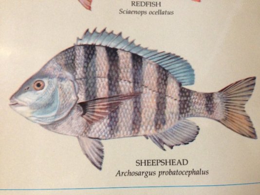 Sheephead.jpg