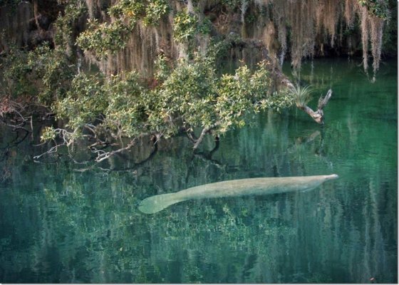 Manatee by Snapper 1-2015.jpg