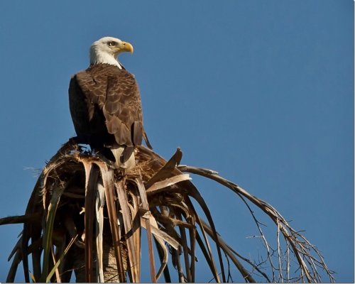 Eagle by Snapper 1-2015 St. Johns.jpg