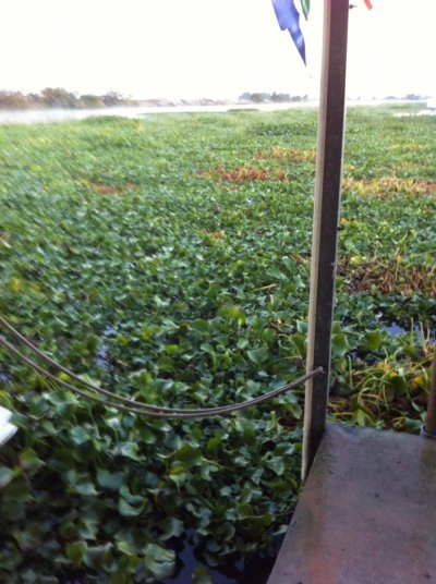 Hyacinth 1 - Delta, CA 11-2-2014.jpg