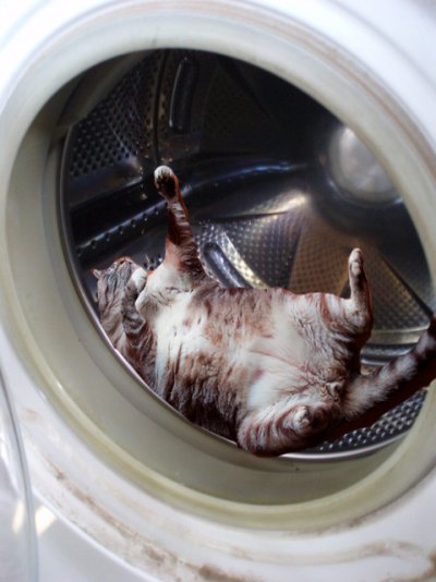 cat in dryer.jpg