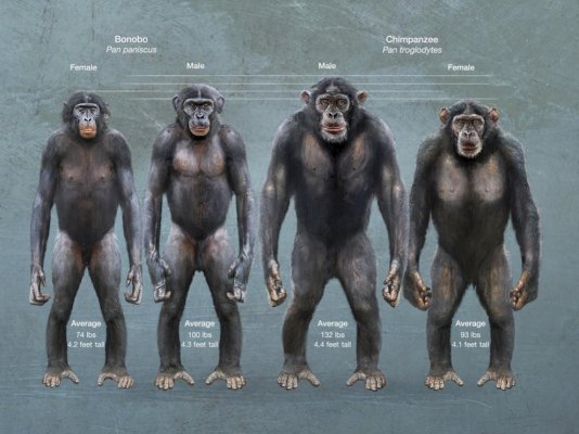 Bonobo & Chimpanzee.jpg