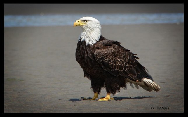 Eagle (18).jpg