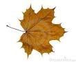 maple leaf.jpg