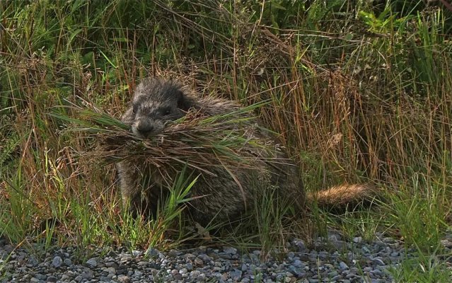 Marmot on Kitamaat Village Road.jpg