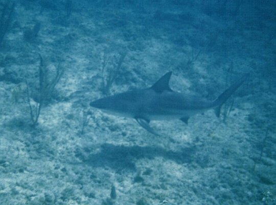 Bull Shark off Salt Cay.jpg