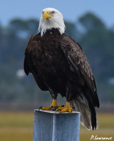 BaldEagle.jpg