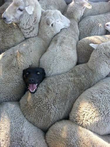 Sheep Dog.jpg