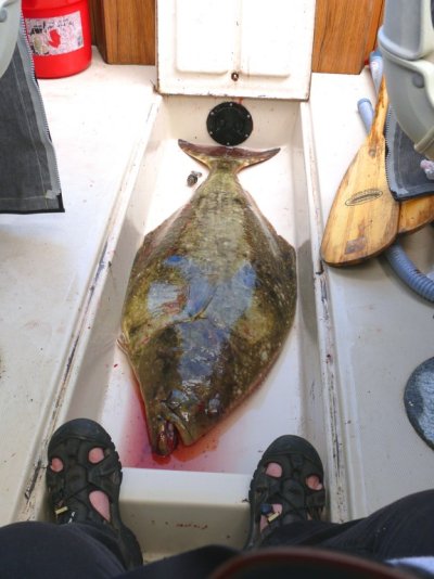 halibut 2.jpg