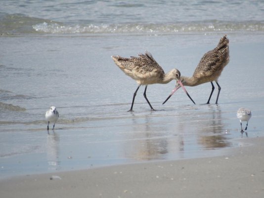 marbledgodwit double.jpg