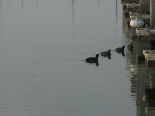 coots in line.jpg