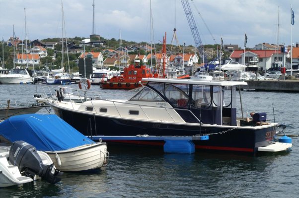 Sea Dog in Marstrand (8).jpg