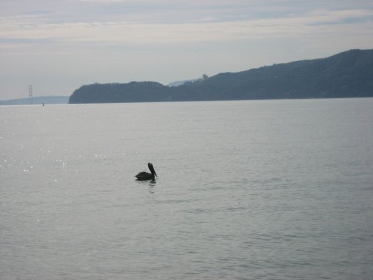 pelican in bay.jpg