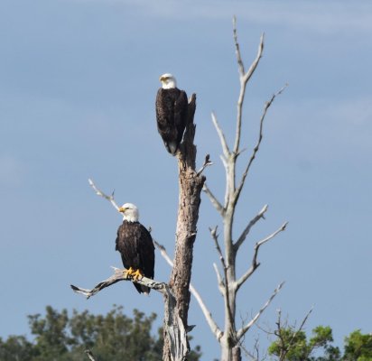 eagle pair.jpg