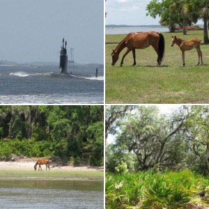 Cumberland Island, GA