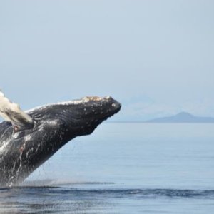 Humpback breaching