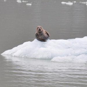 Seal near the glacier