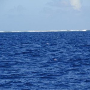 Beveridge Reef to the North, on our approach.