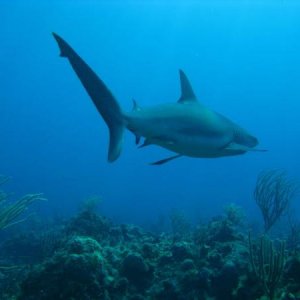 Bahamas Shark