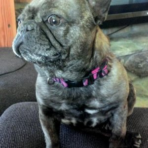 This is Shorty Bug.. French Bulldog..