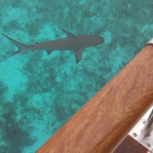 Warderick Wells Cay   Lemon Shark