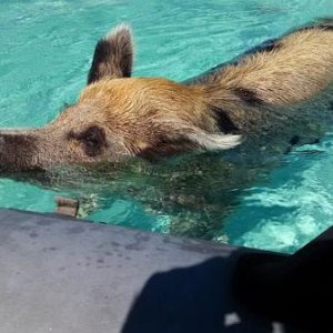 SWIMMING PIG    BIG MAJORS SPOT