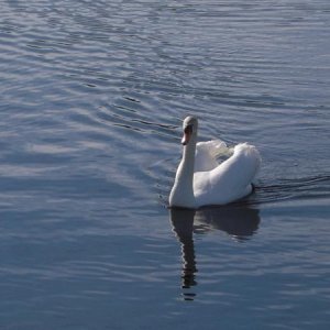 The Greeter. This lonely swan lives at the marina