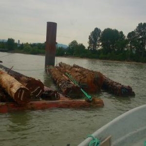 Bundle of cedar logs , pushed to the side of the running river for later recovery.