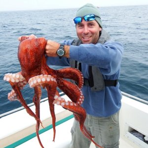Pacific Giant Octopus off Cape Mendocino