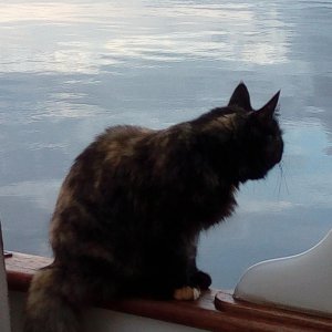 ship's cat