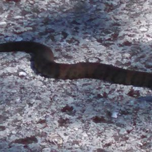 Mr. Slithering
Cottonmouth Water Moccasin
This guy was in the marina parking lot. I didn't see it till I turned around and almost stepped on it. 
Very
