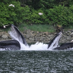 Hoonah Sound