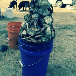 A bucket o’ crab!