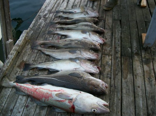 First day of the food fishery6.jpg