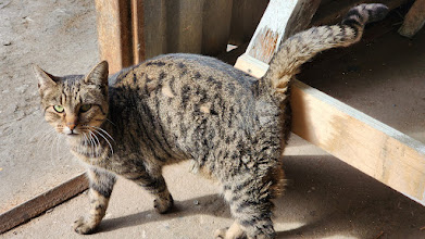 Name:  Misha - Yard Cat.jpg
Views: 405
Size:  37.9 KB