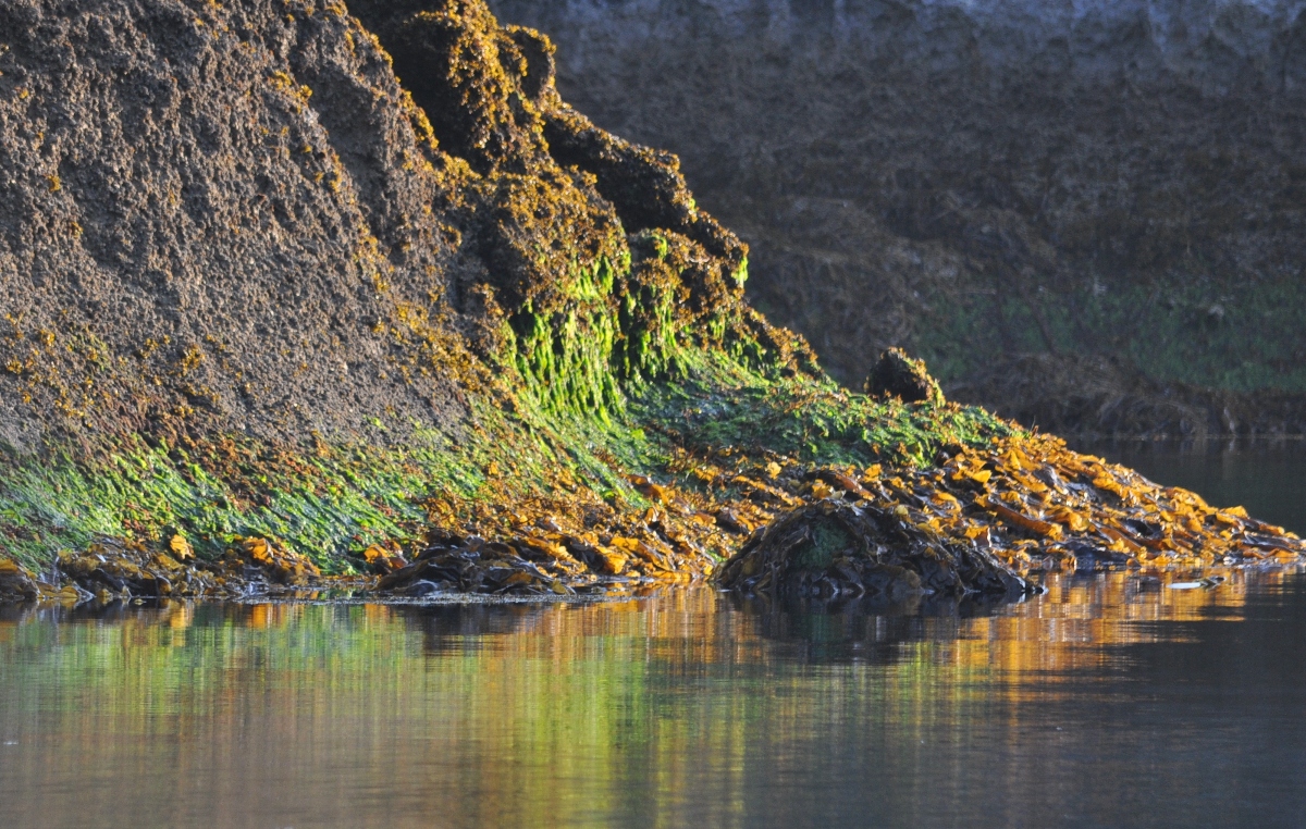 Low Tide, Red Bluff Bay