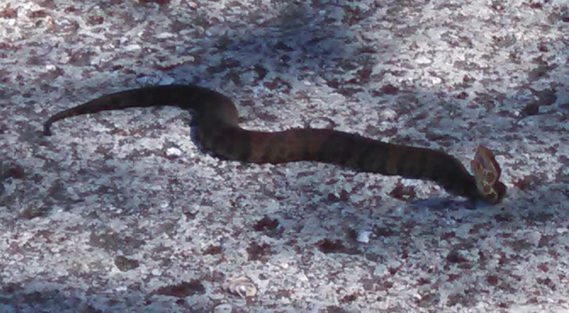 Mr. Slithering
Cottonmouth Water Moccasin
This guy was in the marina parking lot. I didn't see it till I turned around and almost stepped on it. 
Very