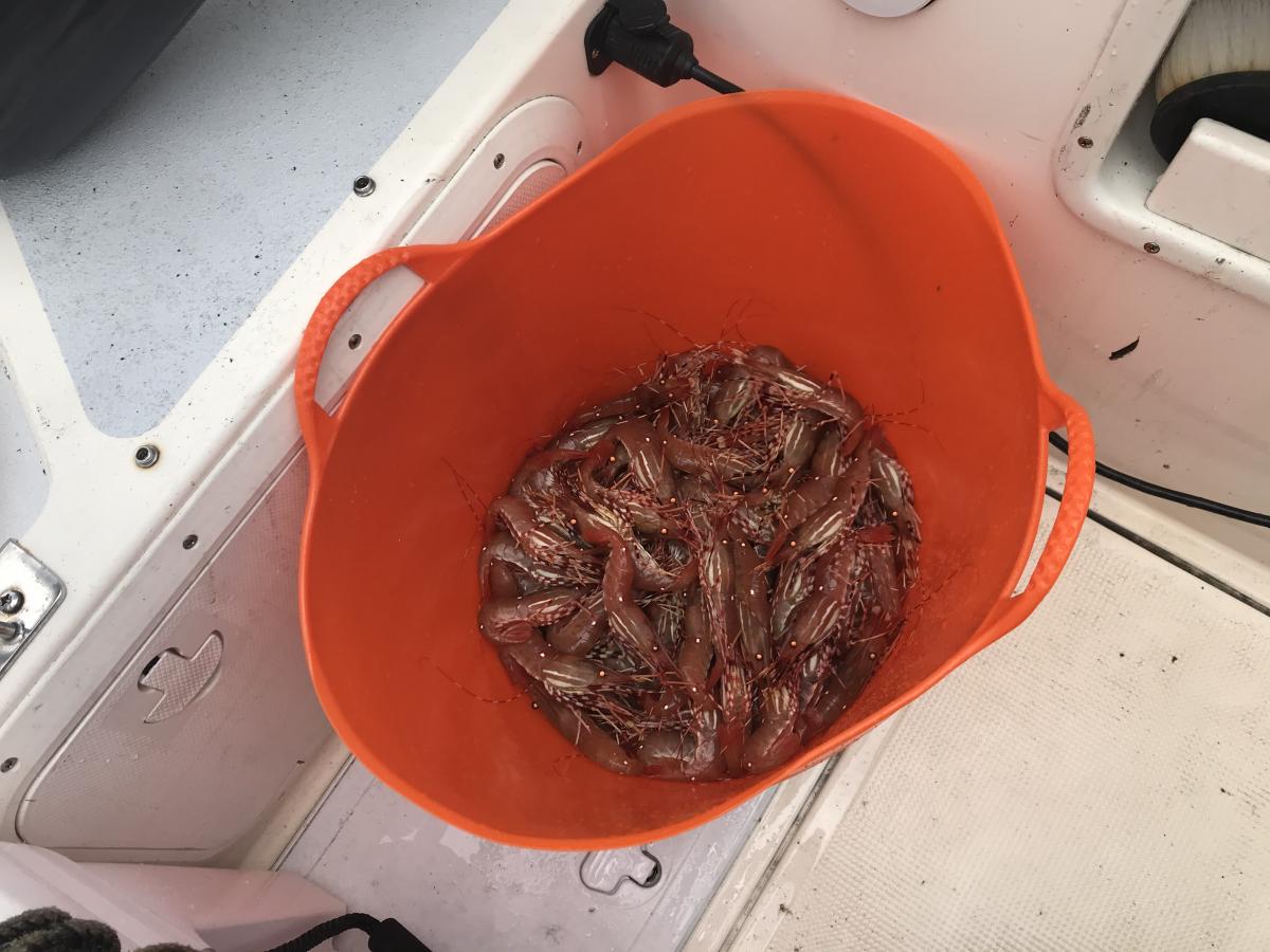 One pot; 94 shrimp