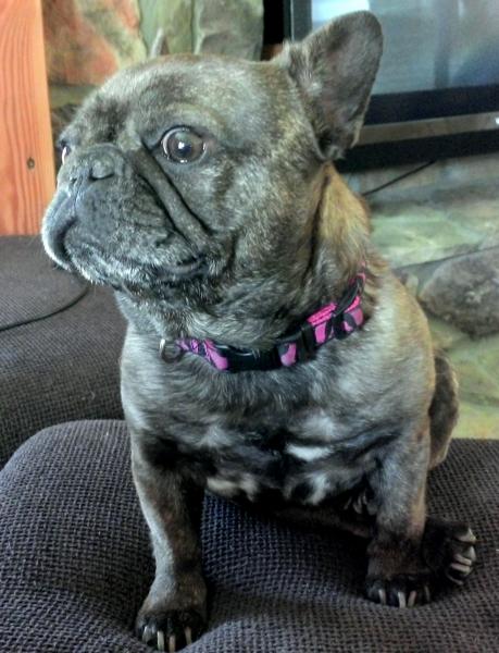 This is Shorty Bug.. French Bulldog..