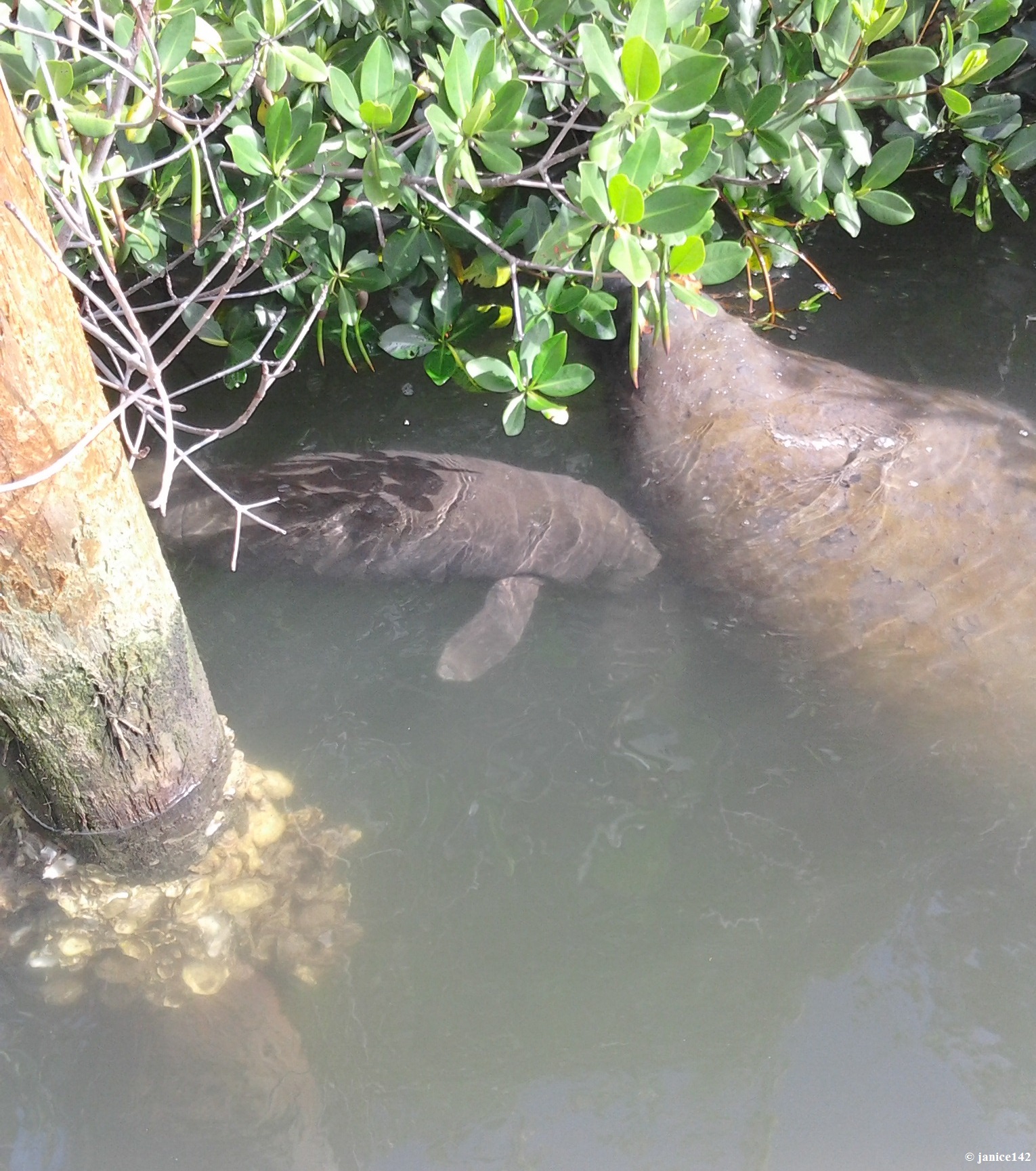 BabyMamaManateeEatingMangrove.jpg