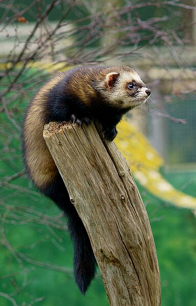 384px-Storm_the_polecat.jpg