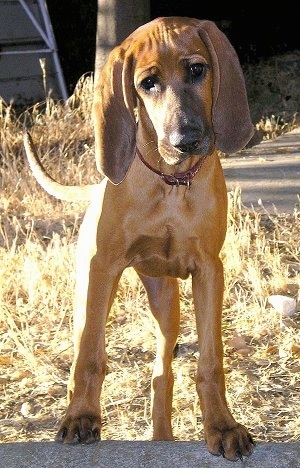 RedboneCoonhoundLucy16Weeks.JPG