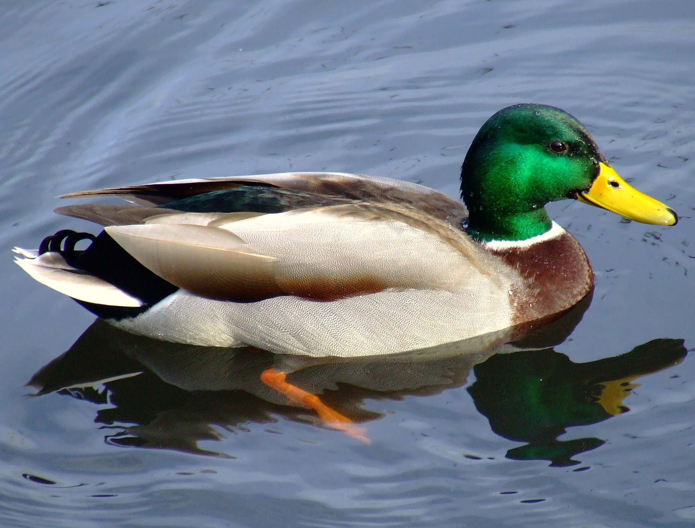 Mallard2.jpg