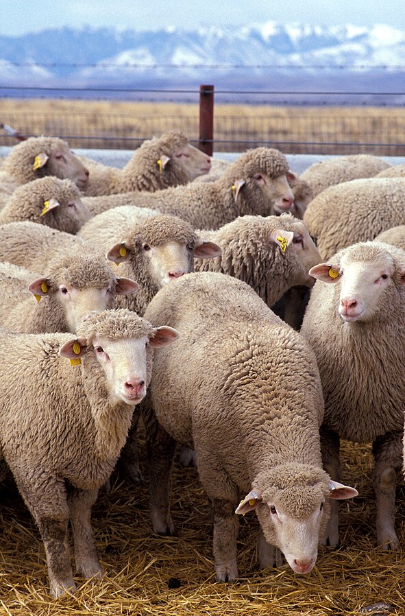 591px-Flock_of_sheep.jpg